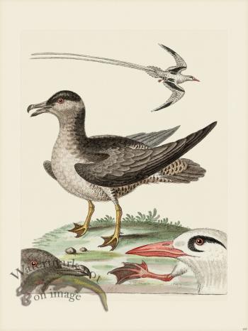 Edwards 149 Tropick-Bird